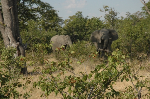 Savuti elephant welcoming committe 